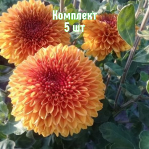 Комплект 5шт / Хризантема Венди Бронз Комплект 5шт / Хризантема Венди Бронз